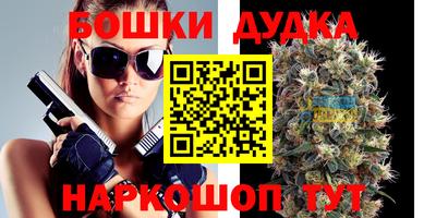 сатива Новозыбков